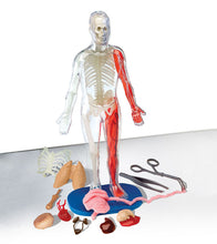 Load image into Gallery viewer, Squishy Human Body