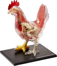 Load image into Gallery viewer, 4D Vision Model