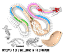 Load image into Gallery viewer, Dissect - It Rattlesnake Super Lab Kit