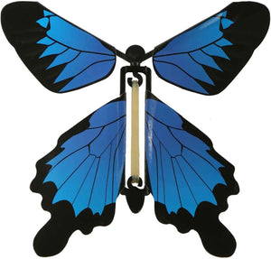 Image shows the Blue Morpho Butterfly variant.  The butterfly has blue wings bordered with black along the edges.