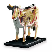 Load image into Gallery viewer, 4D Vision Model

